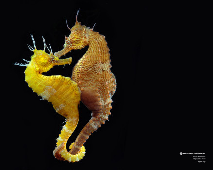 LinedSeahorse-1280x1024