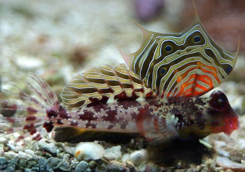 Scooter_blenny_-_by_BJ_Beggerly