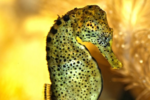 seahorse-200318_960_720